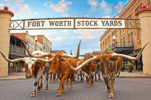Top Things to do in Fort Worth, Dallas Fort Worth, DFW, Limousine, Limo, Shuttle, Charter Bus, Birthday, Wedding, Bachelor Party, Bachelorette Party, Nightlife, Clubs, Brewery Tours, Winery Tours, Funeral, Quinceanera, Sports, Cowboys, Ranger